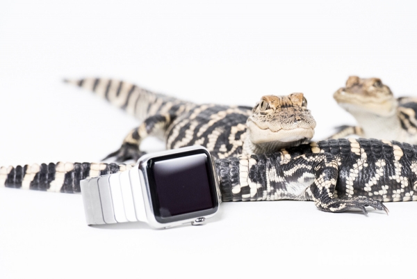 城里人真會玩,用鱷魚、穿山甲來評測Apple Watch